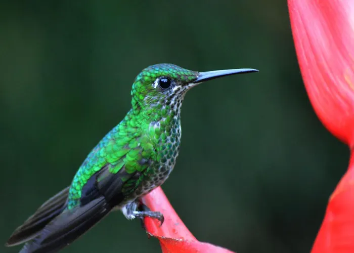 Tama Tamarindo